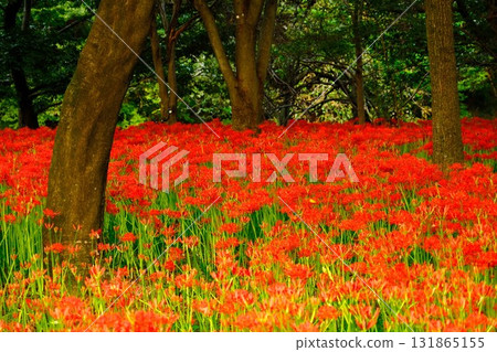 紅蜘蛛百合在透過樹葉的陽光下閃閃發光 131865155