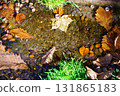 北海道京極町吹出公園：泉水、落葉、橡子 131865183