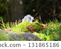 北海道京極鎮吹出公園的泉水 131865186