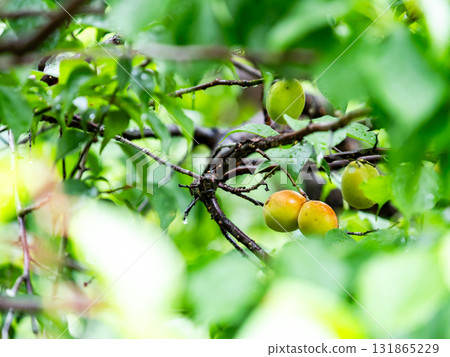 Fully ripe plums, damp and wet from the rain 131865229