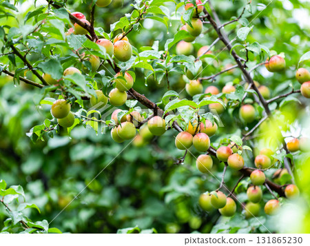 Fully ripe plums, damp and wet from the rain 131865230
