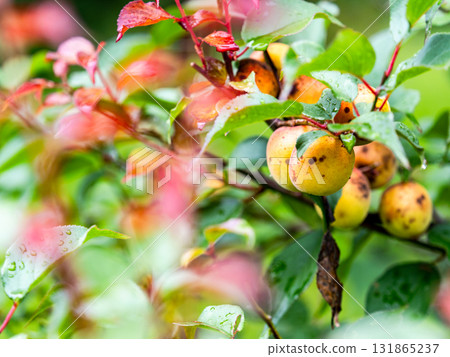 Fully ripe plums, damp and wet from the rain Fully ripe plums, damp and wet from the rain 131865237