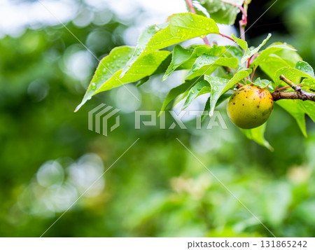 Fully ripe plums, damp and wet from the rain Fully ripe plums, damp and wet from the rain 131865242
