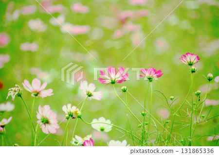 Pink cosmos flowers blooming in the autumn fields 131865336
