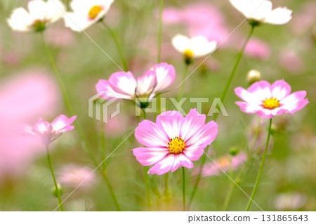 Cosmos blooming in the autumn sunlight 131865643