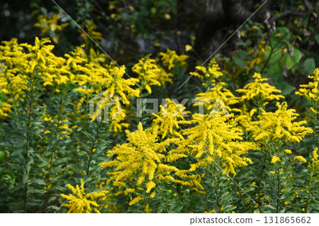 Seiitakahawadanchi So (Tall Foam Growth) 131865662