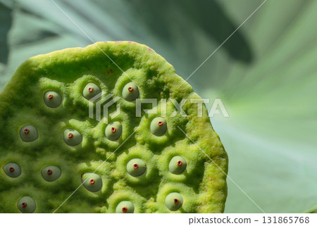 體育公園古蓮花6-12 131865768