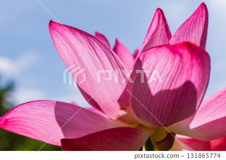 體育公園古蓮花6-18 體育公園古蓮花6-18 131865774