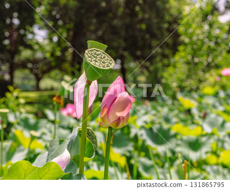Sports Park Ancient Lotus Flower 6-39 Sports Park Ancient Lotus Flower 6-39 131865795