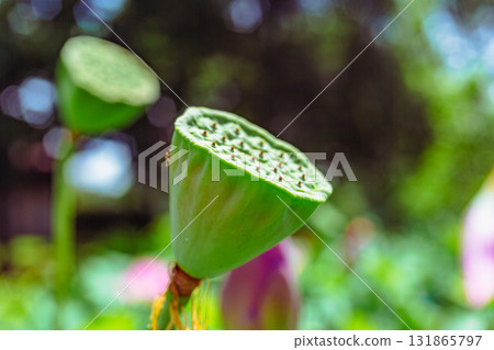 Sports Park Ancient Lotus Flower 6-41 Sports Park Ancient Lotus Flower 6-41 131865797