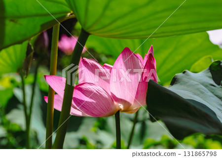 體育公園古蓮花6-42 體育公園古蓮花6-42 131865798