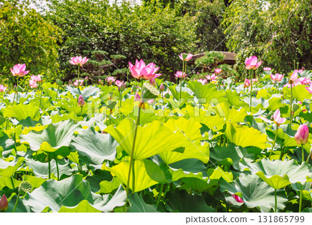 體育公園古蓮花6-43 131865799