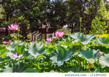 體育公園古蓮花6-44 131865800