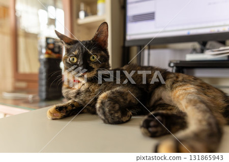 Rust cat Rust cat 131865943