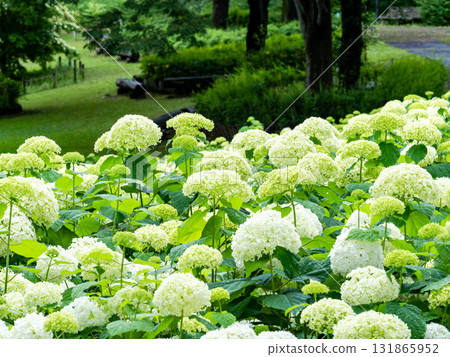 White hydrangeas blooming vigorously during the rainy season 131865952