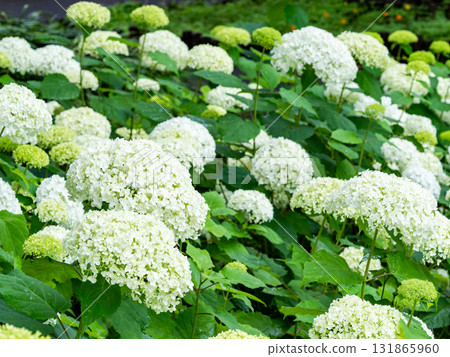 雨季盛開的白色繡球花 131865960
