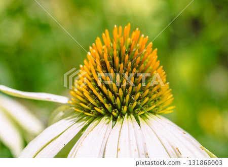 紫錐菊花 6-2 紫錐菊花 6-2 131866003