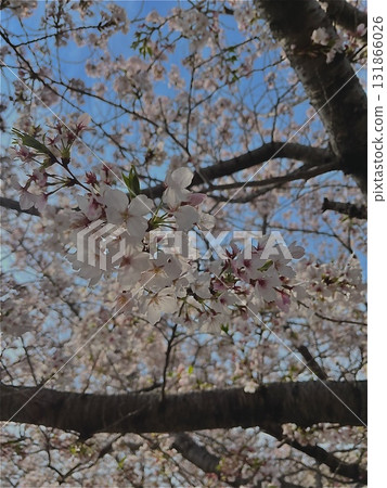 櫻花的風景 櫻花的風景 131866026