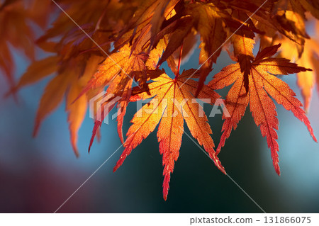 Autumn leaves Autumn leaves 131866075