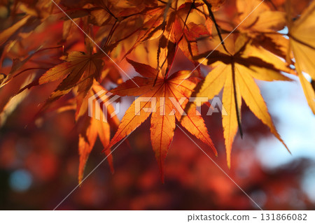 Autumn leaves Autumn leaves 131866082