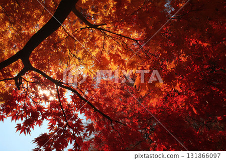 Autumn leaves 131866097