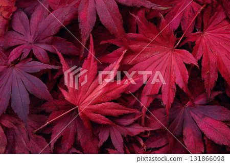 Autumn leaves 131866098