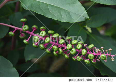 Yoshishi Yamagonbou (Yama mountain beef ramie) 131866188