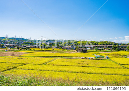 Rural scenery in Kyotanabe City, Kyoto Prefecture 131866193