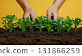 Spinach seedlings growing in rich soil with hands tending garden under yellow background 131866259