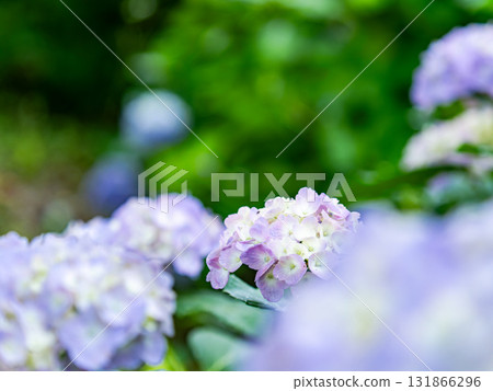 為雨季增添色彩的風景 色彩繽紛、美麗的繡球花 為雨季增添色彩的風景 色彩繽紛、美麗的繡球花 131866296