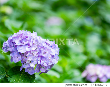 為雨季增添色彩的風景 色彩繽紛、美麗的繡球花 為雨季增添色彩的風景 色彩繽紛、美麗的繡球花 131866297