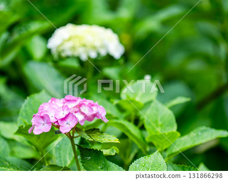 Scenery that colors the rainy season Colorful and beautiful hydrangeas 131866298