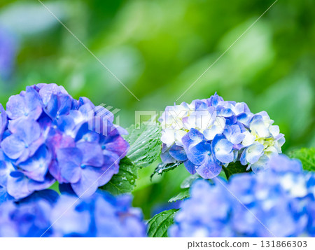 Scenery that colors the rainy season Colorful and beautiful hydrangeas 131866303