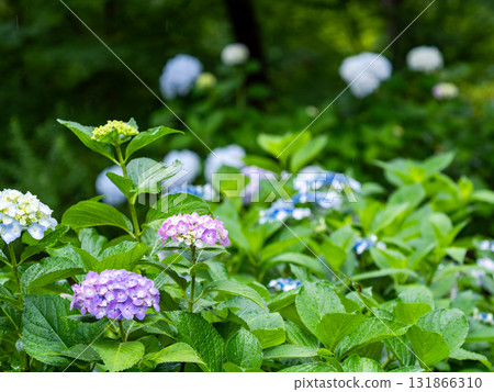 Scenery that colors the rainy season Colorful and beautiful hydrangeas Scenery that colors the rainy season Colorful and beautiful hydrangeas 131866310