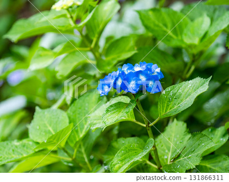 為雨季增添色彩的風景 色彩繽紛、美麗的繡球花 為雨季增添色彩的風景 色彩繽紛、美麗的繡球花 131866311