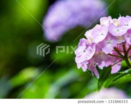 Scenery that colors the rainy season Colorful and beautiful hydrangeas 131866315