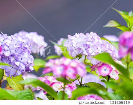 為雨季增添色彩的風景 色彩繽紛、美麗的繡球花 為雨季增添色彩的風景 色彩繽紛、美麗的繡球花 131866319