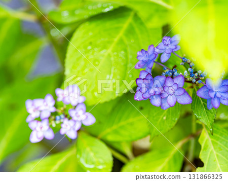 Scenery that colors the rainy season Colorful and beautiful hydrangeas Scenery that colors the rainy season Colorful and beautiful hydrangeas 131866325