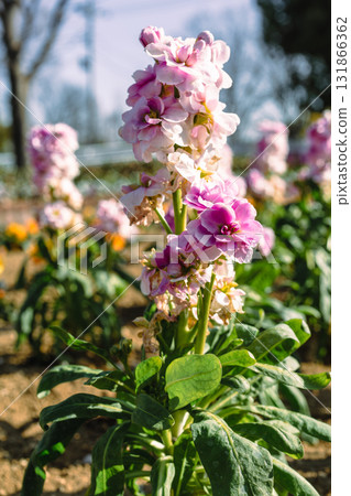 Flower of the lily of the valley - 5 Flower of the lily of the valley - 5 131866362