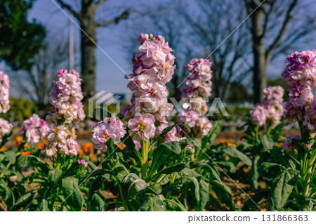 Flower of the lily of the valley-6 Flower of the lily of the valley-6 131866363