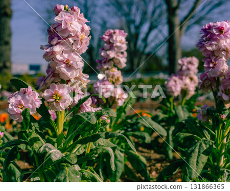 Flower of the lily of the valley-8 Flower of the lily of the valley-8 131866365