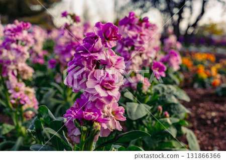 Flower of the lily of the valley-9 Flower of the lily of the valley-9 131866366