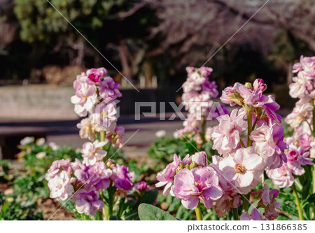 鈴蘭花 - 28 鈴蘭花 - 28 131866385