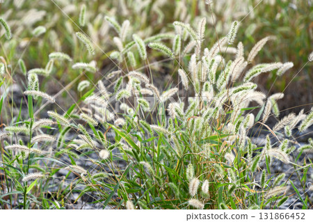 A cattail that has begun to wither 131866452