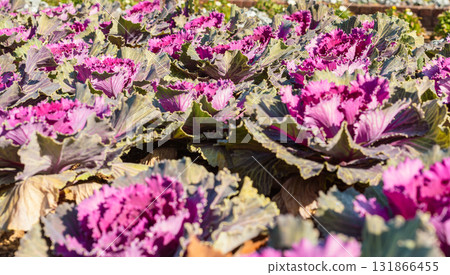 哈博坦花-1 131866455