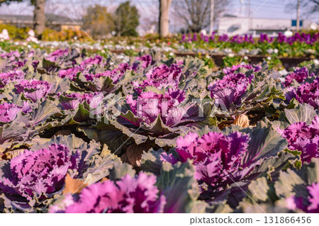 哈博坦花-2 131866456