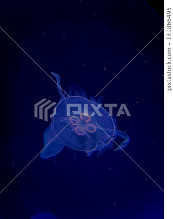 水母在水中 水母在水中 131866495