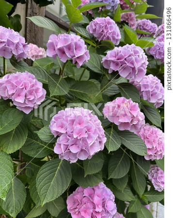 Hydrangea blooming in the clear of the rainy season 131866496