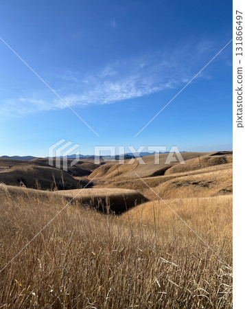 Grasses blooming in the vast grassland 131866497