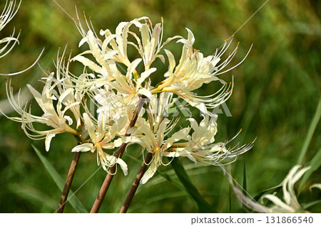 White giant buna 131866540